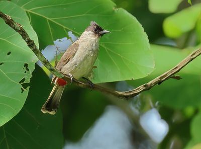 Sooty-headed Bulbul - Pycnonotus aurigaster 