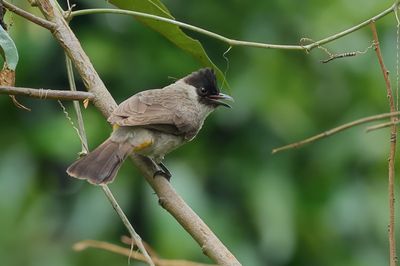 Sooty-headed Bulbul - Pycnonotus aurigaster 