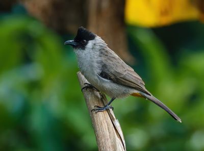 Sooty-headed Bulbul - Pycnonotus aurigaster 