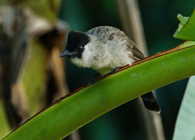 Sooty-headed Bulbul - Pycnonotus aurigaster 