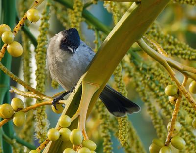 Sooty-headed Bulbul - Pycnonotus aurigaster 