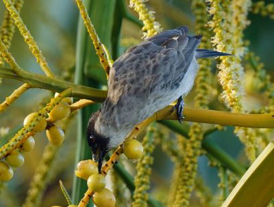 Sooty-headed Bulbul - Pycnonotus aurigaster 