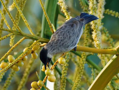 Sooty-headed Bulbul - Pycnonotus aurigaster 
