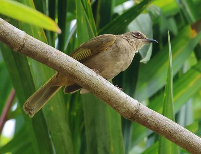 Streak-eared Bulbul - Pycnonotus conradi