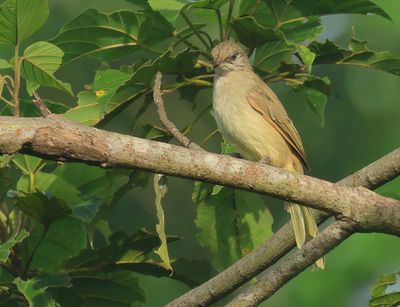 Streak-eared Bulbul - Pycnonotus conradi