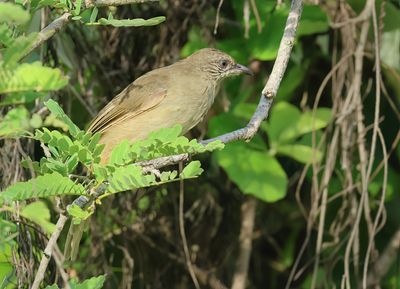 Streak-eared Bulbul - Pycnonotus conradi