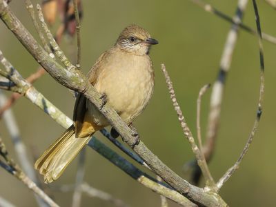 Streak-eared Bulbul - Pycnonotus conradi