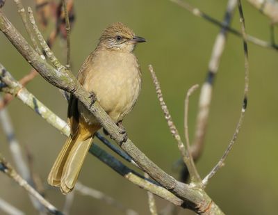 Streak-eared Bulbul - Pycnonotus conradi