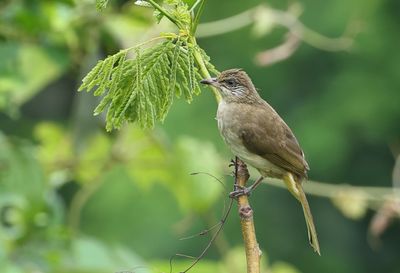 Streak-eared Bulbul - Pycnonotus conradi