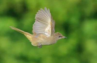 MAP: Streak-eared Bulbul - Pycnonotus conradi