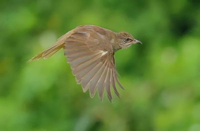 Streak-eared Bulbul - Pycnonotus conradi