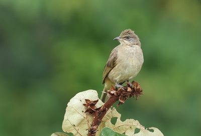 Streak-eared Bulbul - Pycnonotus conradi