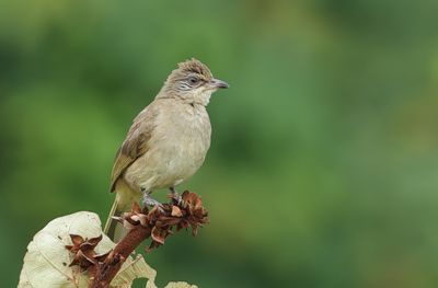 Streak-eared Bulbul - Pycnonotus conradi