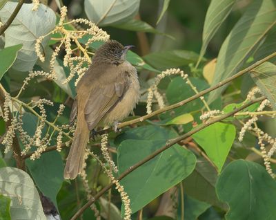 Streak-eared Bulbul - Pycnonotus conradi