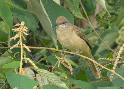 Streak-eared Bulbul - Pycnonotus conradi