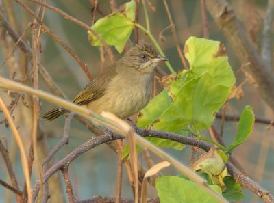 Streak-eared Bulbul - Pycnonotus conradi