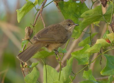 Streak-eared Bulbul - Pycnonotus conradi