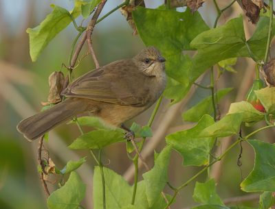 Streak-eared Bulbul - Pycnonotus conradi