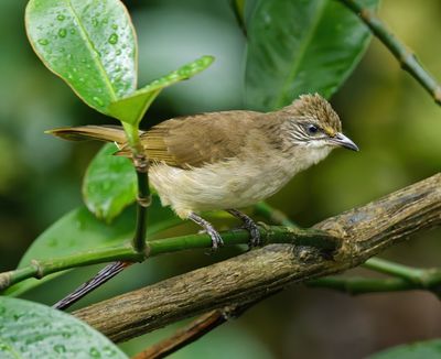 Streak-eared Bulbul - Pycnonotus conradi