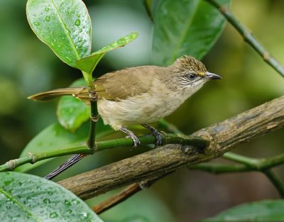Streak-eared Bulbul - Pycnonotus conradi