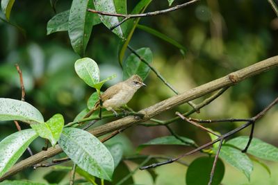 Streak-eared Bulbul - Pycnonotus conradi