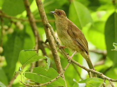 Asian Red-eyed Bulbul - Pycnonotus brunneus