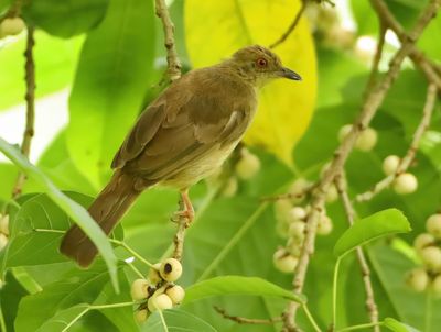 Asian Red-eyed Bulbul - Pycnonotus brunneus