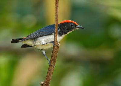 Scarlet-backed Flowerpecker - Dicaeum cruentatum 