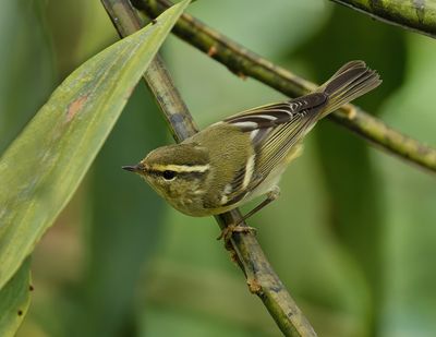 MAP: Yellow-browed Warbler - Phylloscopus inornatus