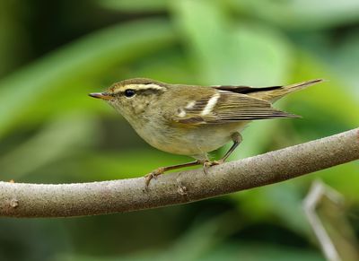 Yellow-browed Warbler - Phylloscopus inornatus