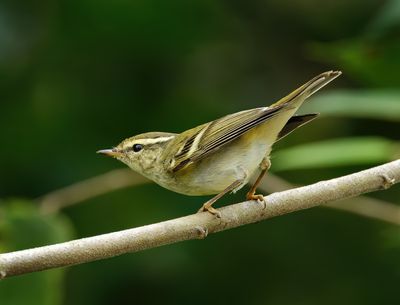 Yellow-browed Warbler - Phylloscopus inornatus