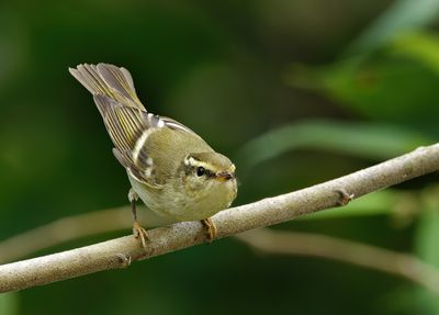 Yellow-browed Warbler - Phylloscopus inornatus