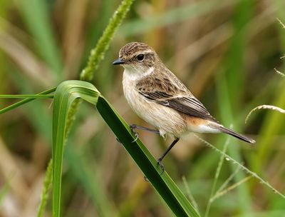 Amur Stonechat - Saxicola stejnegeri
