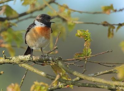 European Stonechat - Saxicola rubicola 