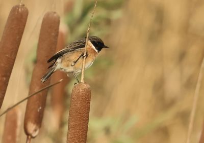 European Stonechat - Saxicola rubicola 