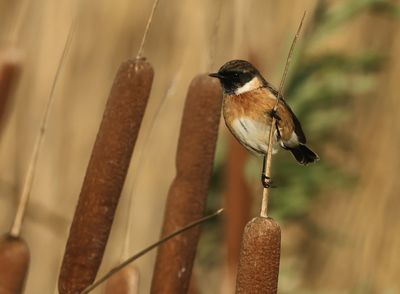European Stonechat - Saxicola rubicola 
