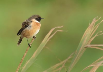 European Stonechat - Saxicola rubicola 