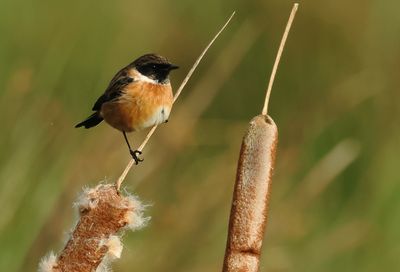 European Stonechat - Saxicola rubicola 