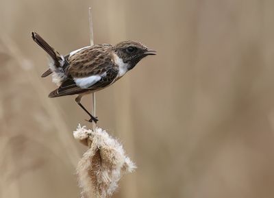 European Stonechat - Saxicola rubicola 