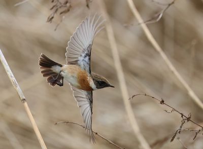 European Stonechat - Saxicola rubicola 