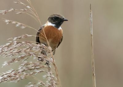 European Stonechat - Saxicola rubicola 
