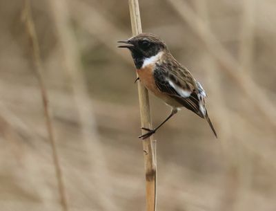 European Stonechat - Saxicola rubicola 
