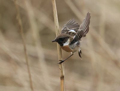 European Stonechat - Saxicola rubicola 