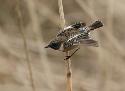 European Stonechat - Saxicola rubicola 
