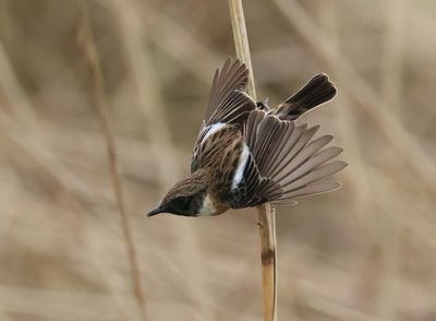 European Stonechat - Saxicola rubicola 