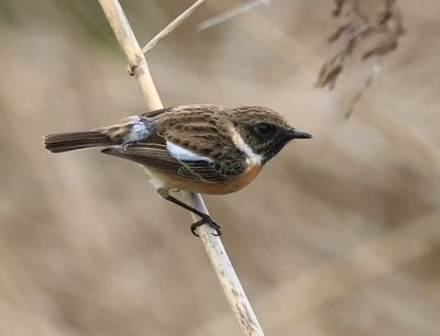 European Stonechat - Saxicola rubicola 