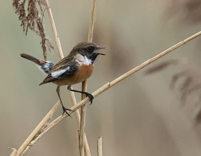 European Stonechat - Saxicola rubicola 