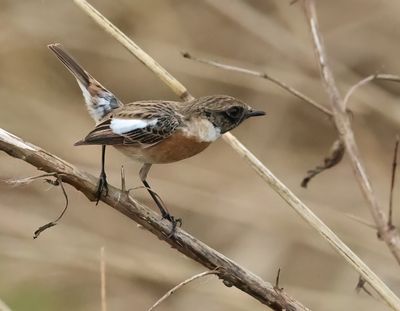 European Stonechat - Saxicola rubicola 