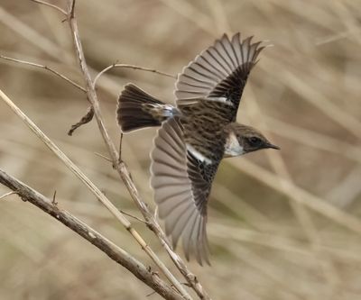 European Stonechat - Saxicola rubicola 