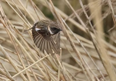 European Stonechat - Saxicola rubicola 